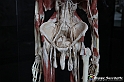 VBS_2876 - Mostra Body Worlds